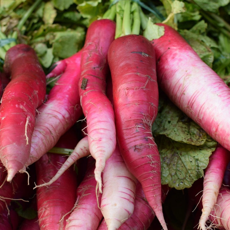 Red Bartender Radish