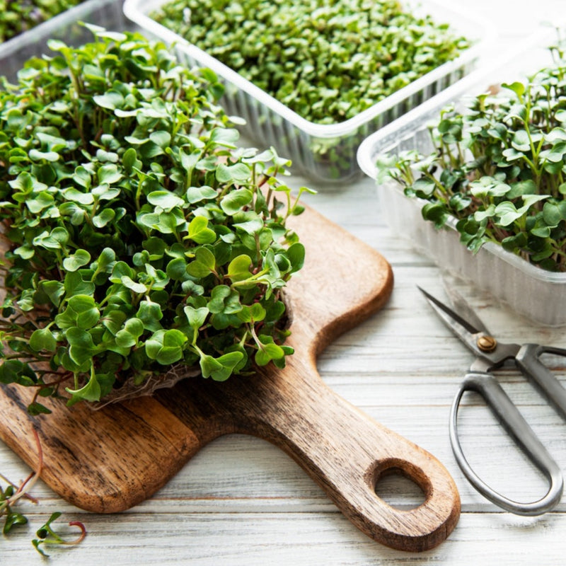 Radish Microgreen - 1 ounce