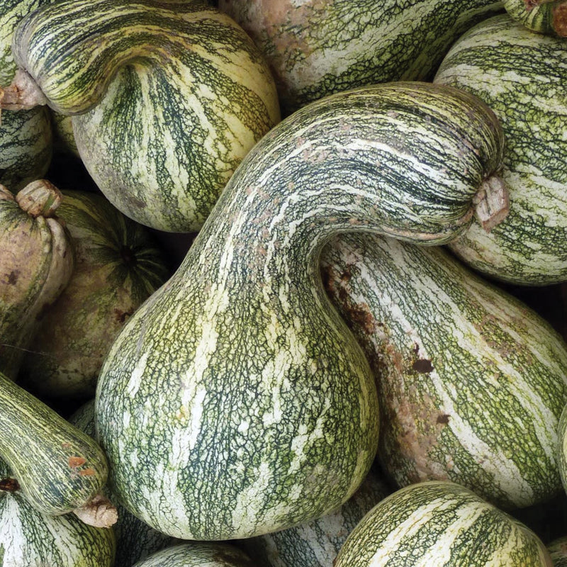 Green Stripe Cushaw Squash