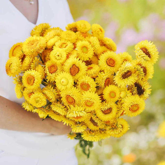 Golden Yellow Strawflower