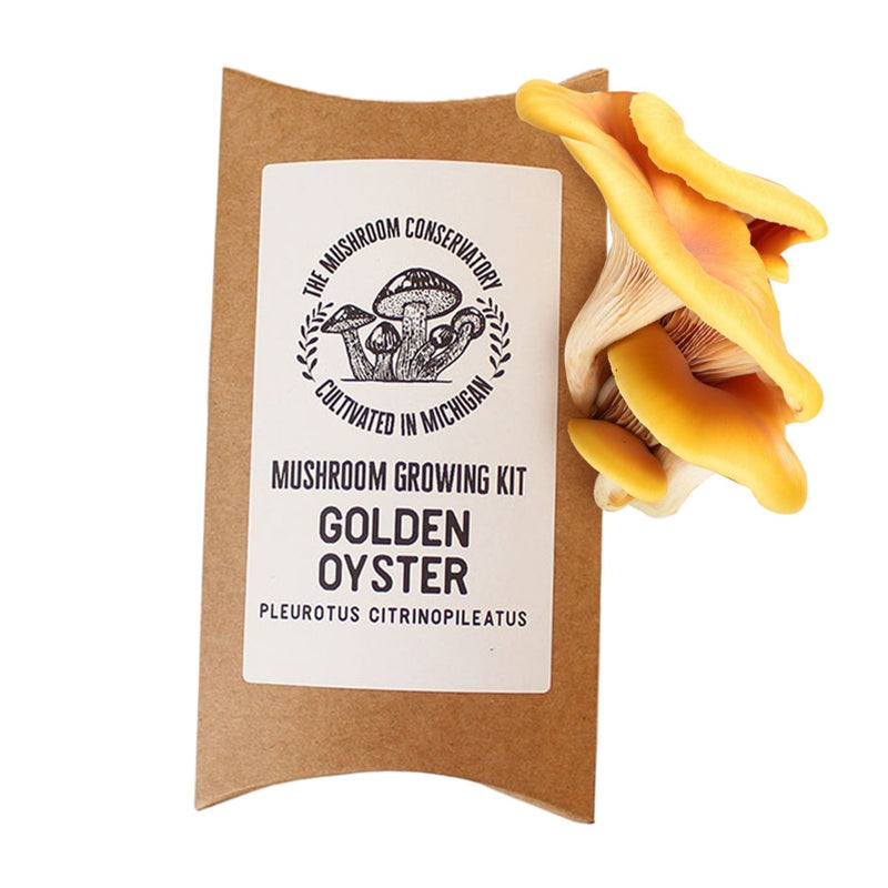 Golden Oyster Mushroom Growing Kit