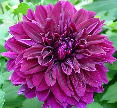 Dahlia Tuber: Thomas Edison