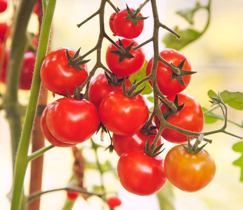 Peace Vine Cherry Tomato