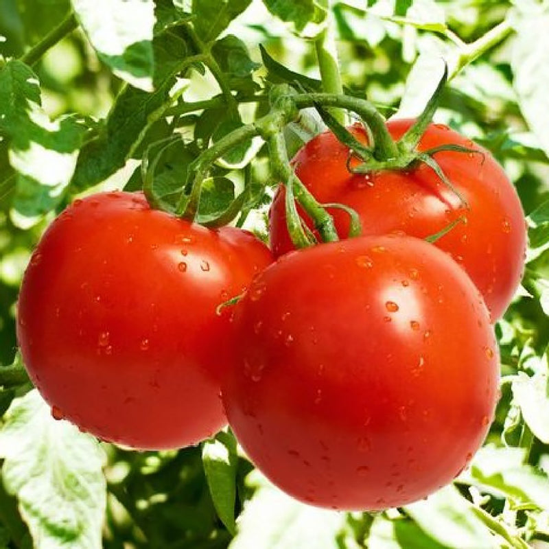 Bonnie Best Tomato