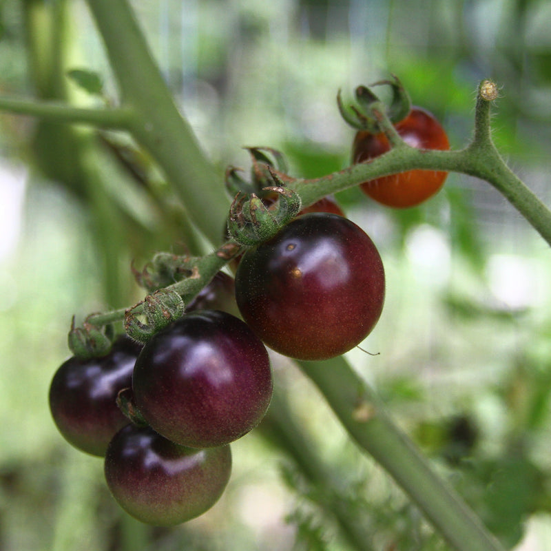 Blueberry Tomato