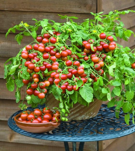 Cherry Falls Cherry Tomato