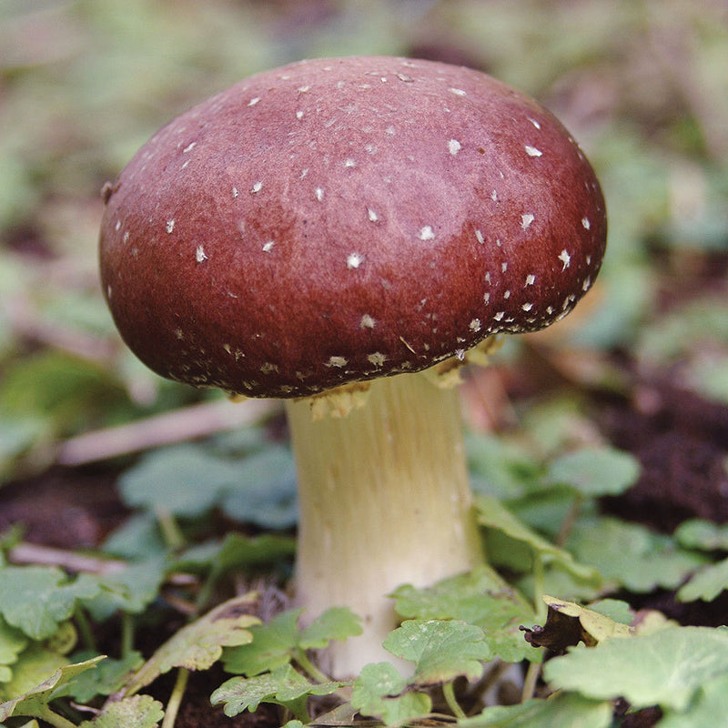 Wine Cap Mushroom Growing Kit