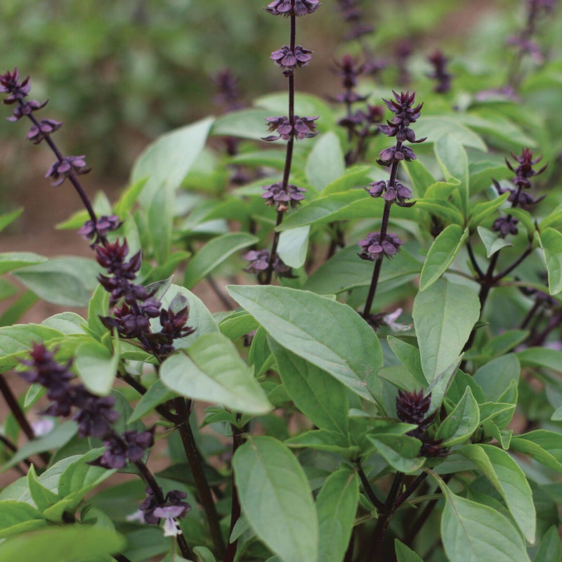 Thai Basil