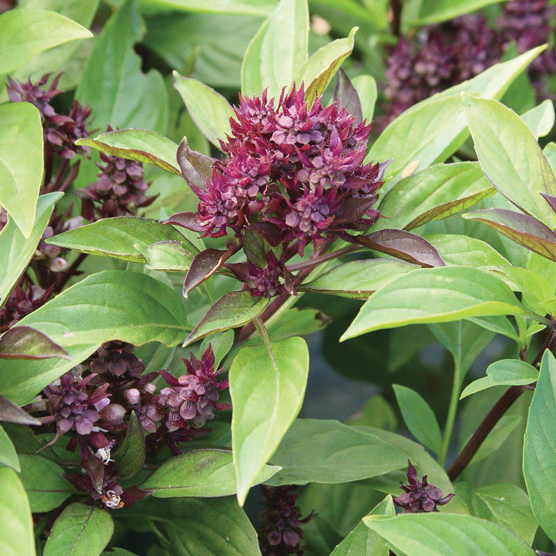 Siam Queen Basil