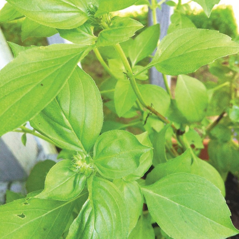 Lime Basil