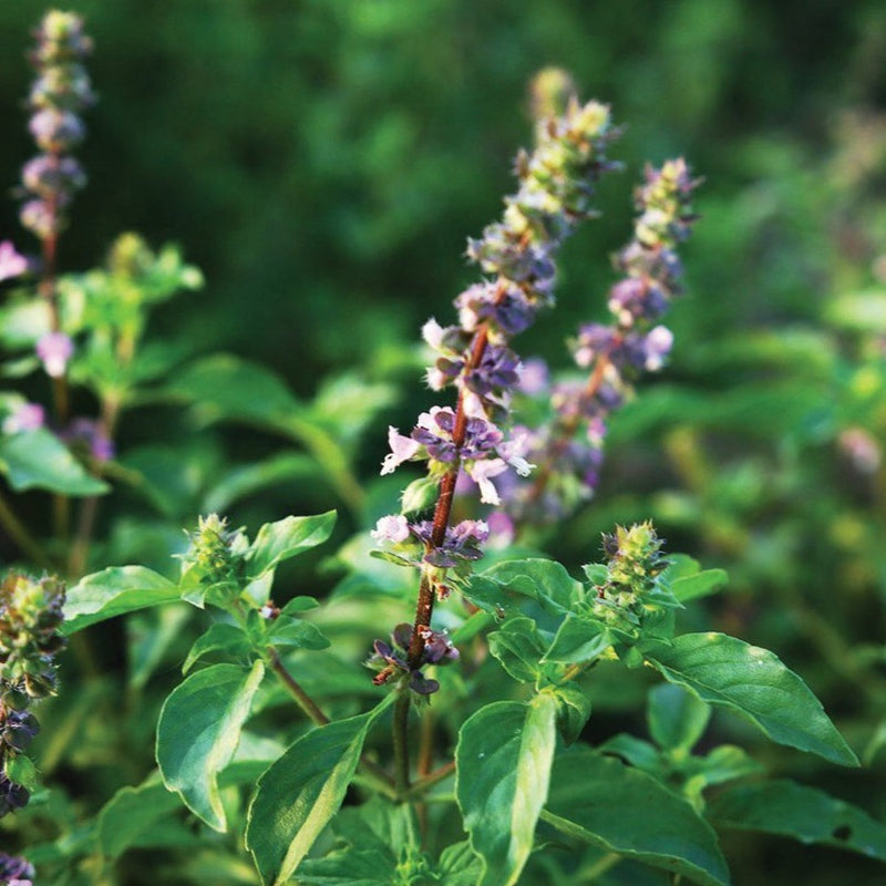 Holy Basil (Tulsi)