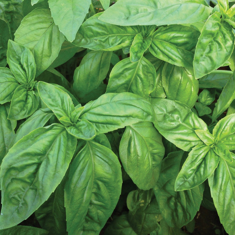 Italian Large Leaf Basil