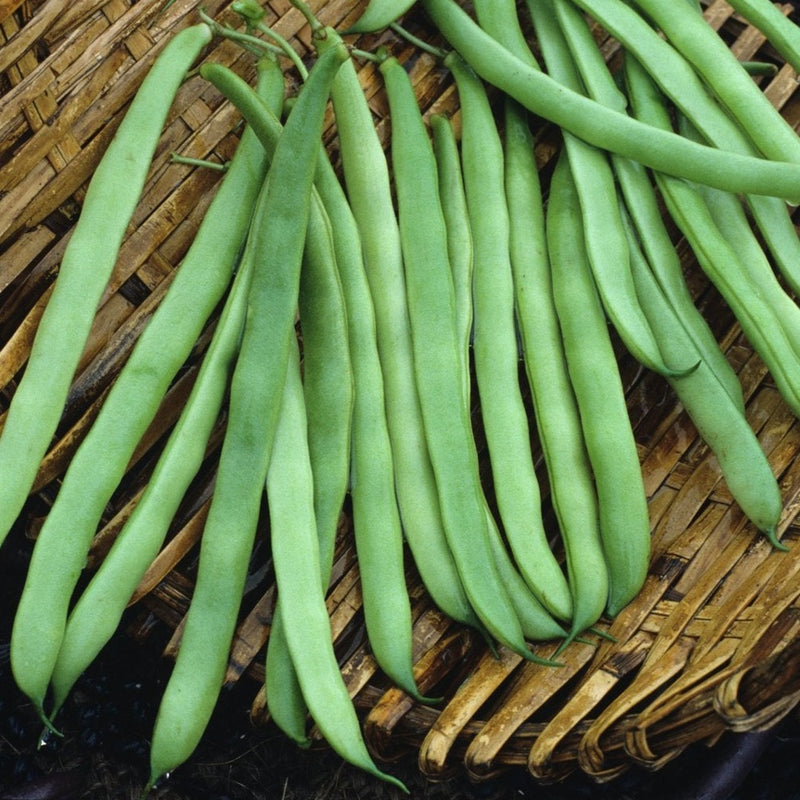 Kentucky Wonder Bean (Pole)