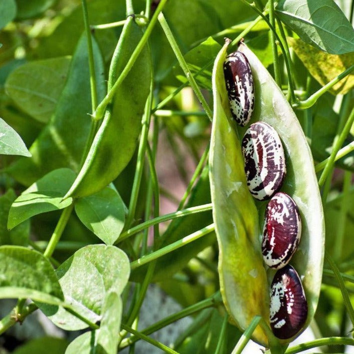 Christmas Lima Bean (Pole)