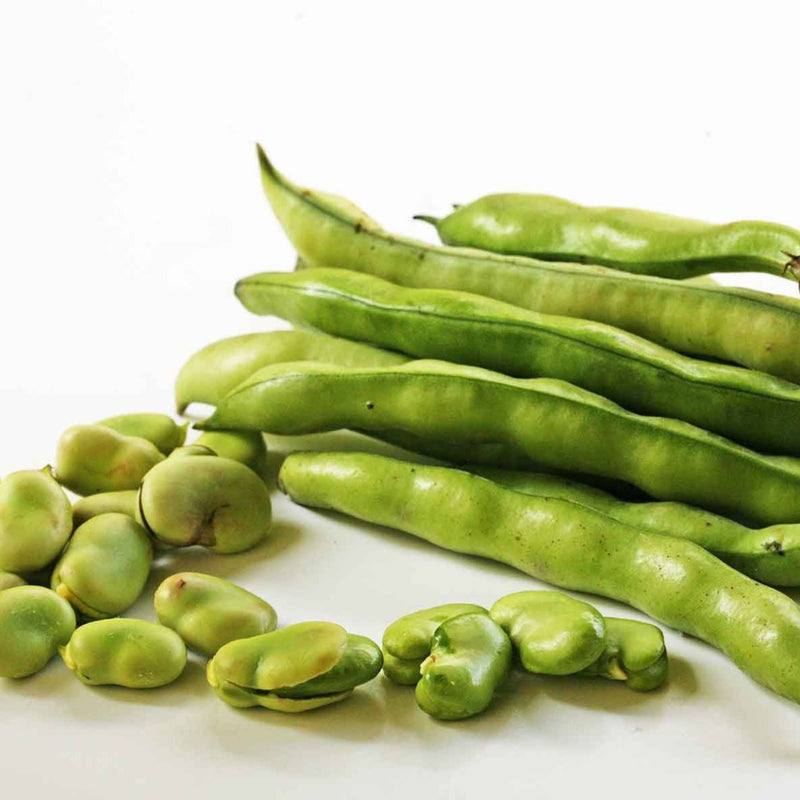 Broad Windsor Fava Bean (Bush)