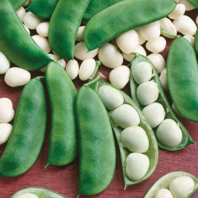 Henderson Lima Bean (Bush)