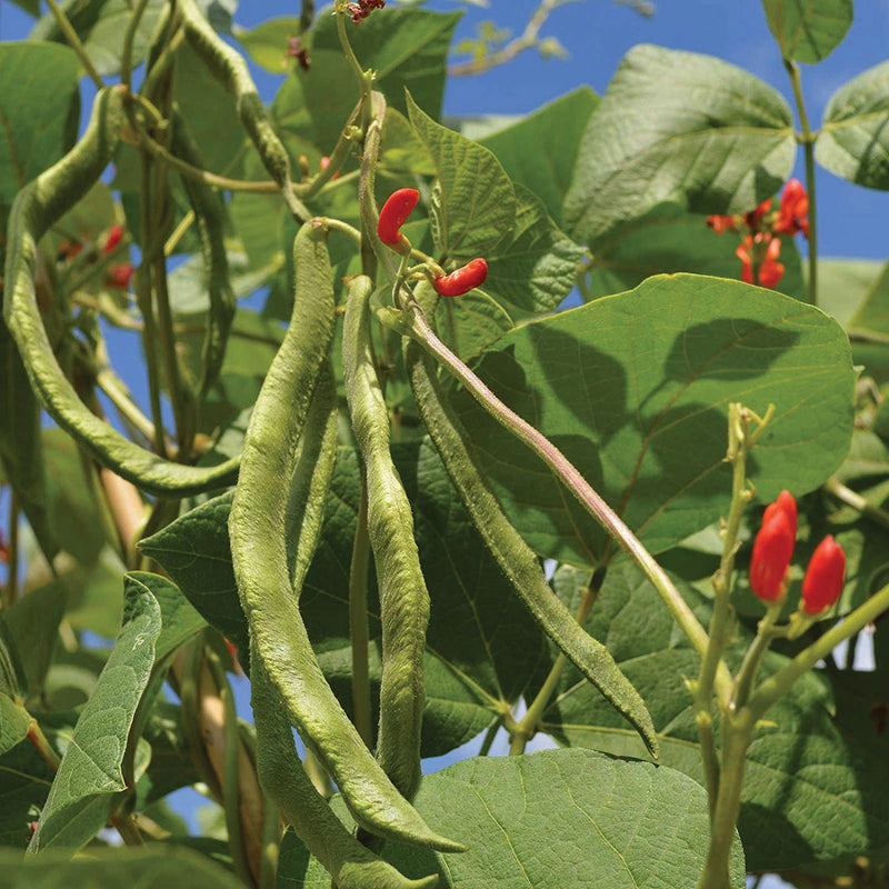 Scarlet Runner Bean (Pole)