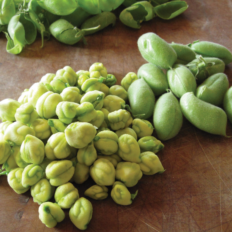 Garbanzo Bean (Bush)