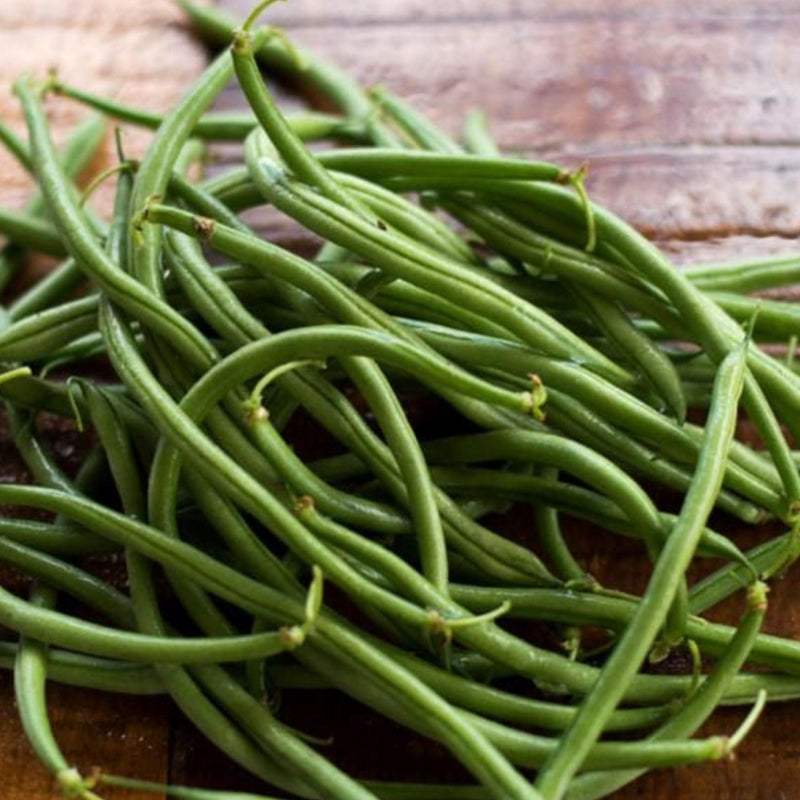 Maxibel Haricot Bean (Bush)