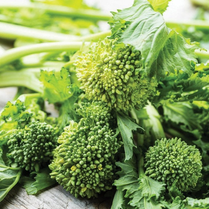 Broccoli Rabe - Spring Rapini