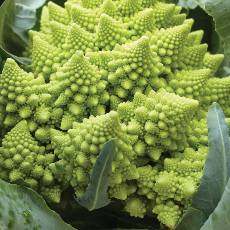 Romanesco Broccoli