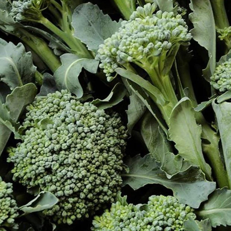 De Cicco Broccoli