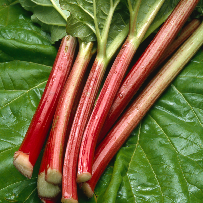 MacDonald Rhubarb Crown (1 crown)