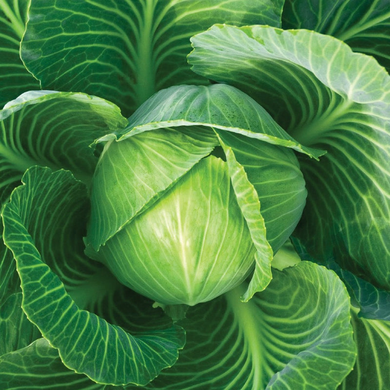 Danish Ball Head Cabbage