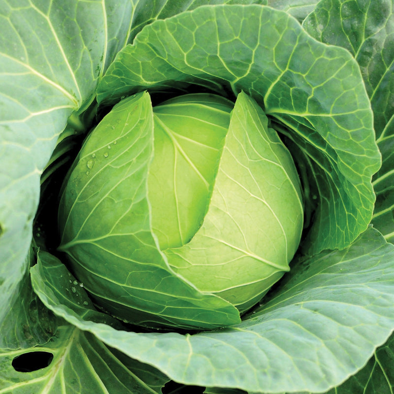 Copenhagen Market Cabbage