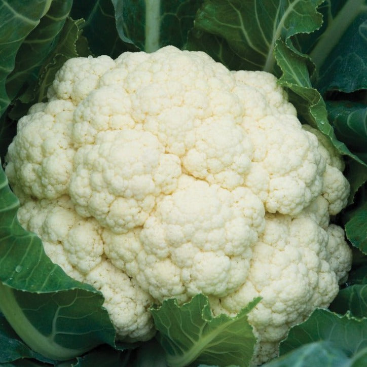 Self Blanching Cauliflower