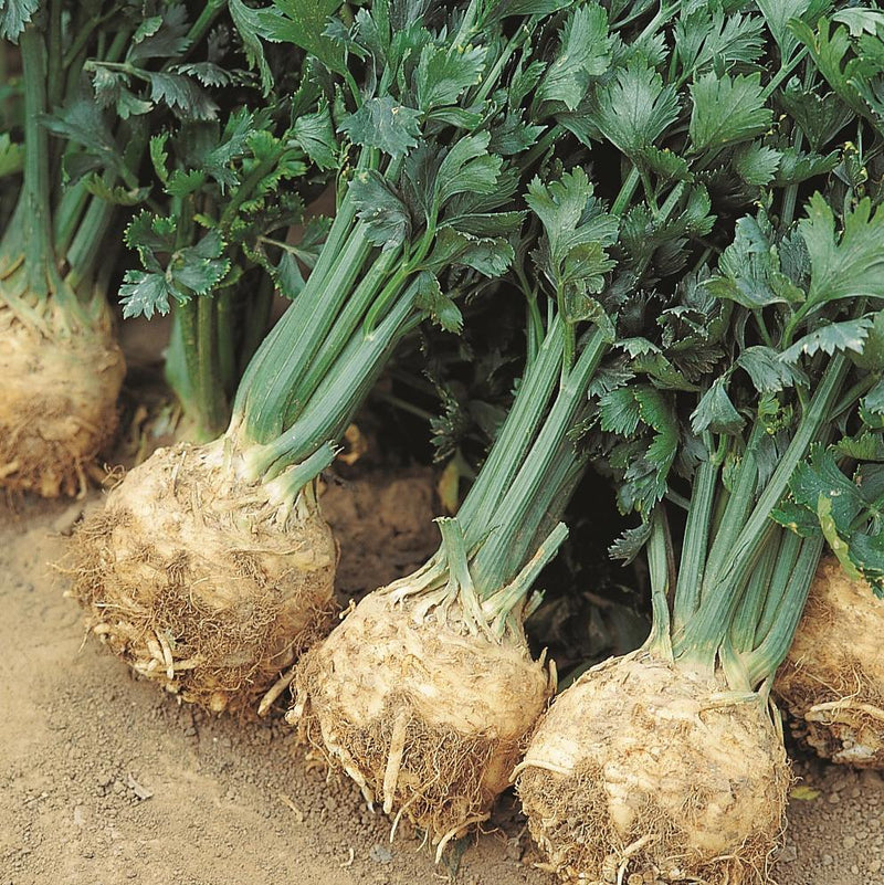 Giant Prague Celeriac