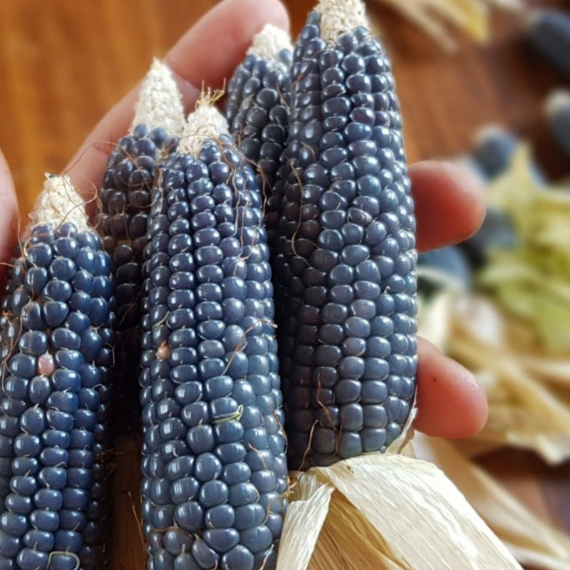 Miniature Blue Popcorn