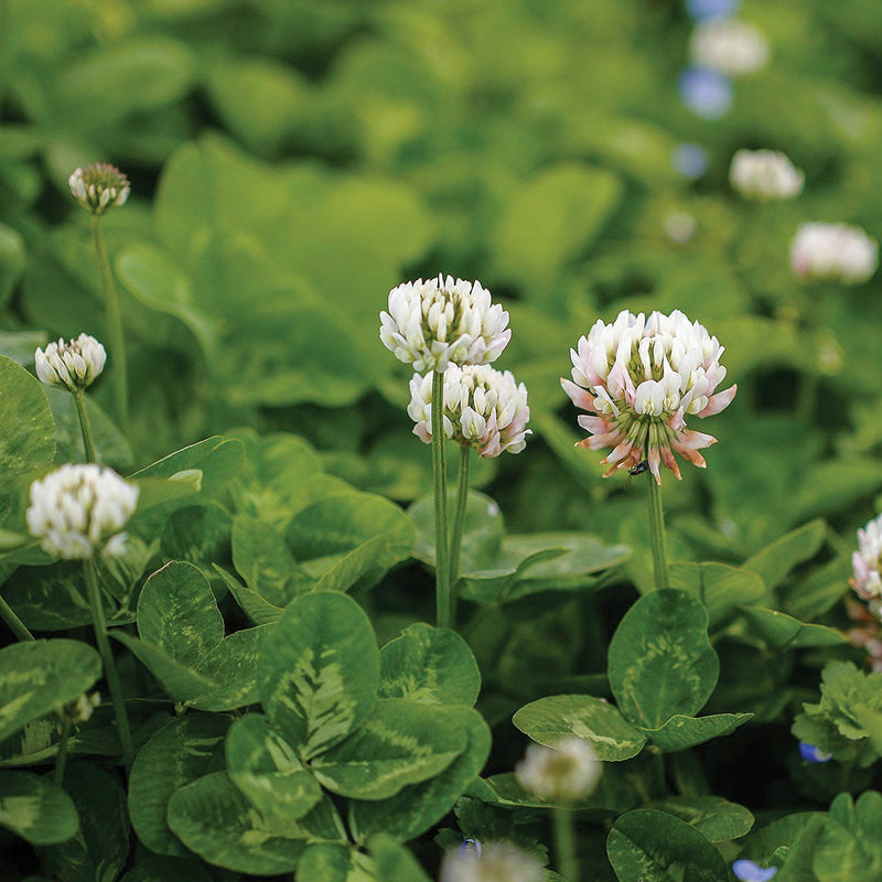 White Dutch Clover