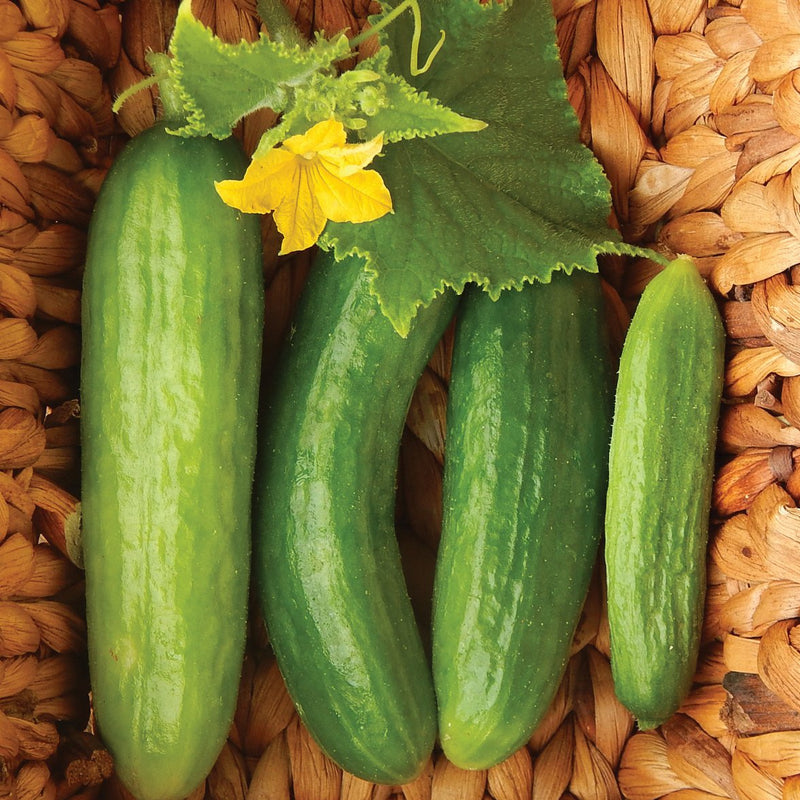 Beit Alpha Cucumber