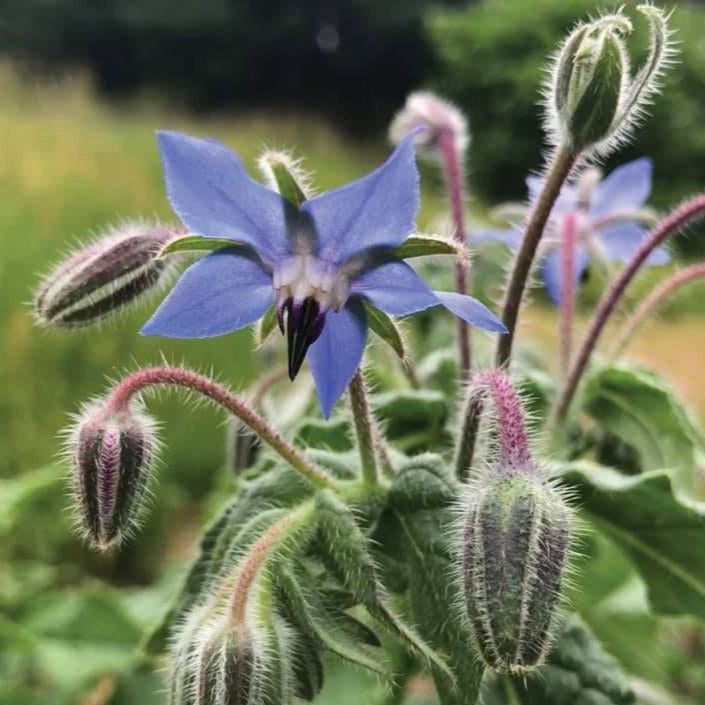 Borage