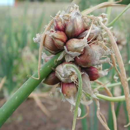 Egyptian Walking Onion Sets