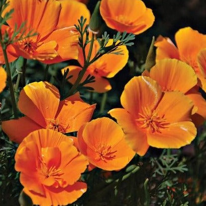 California Poppy