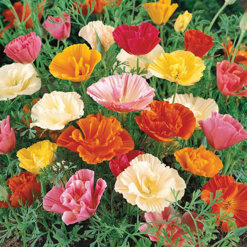 Papaver Poppy Mix