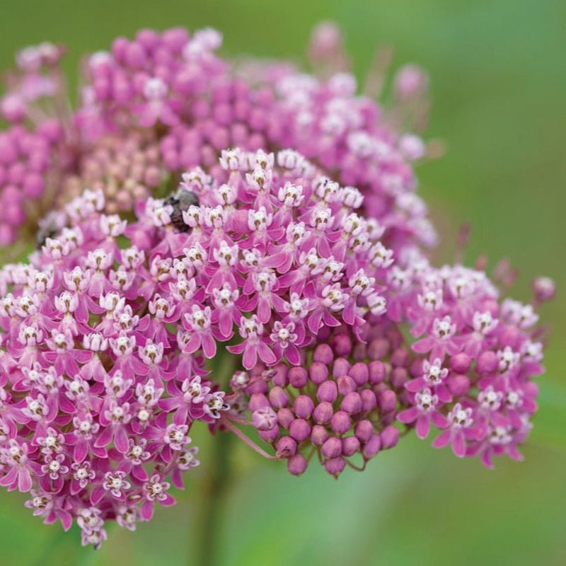 Swamp Milkweed