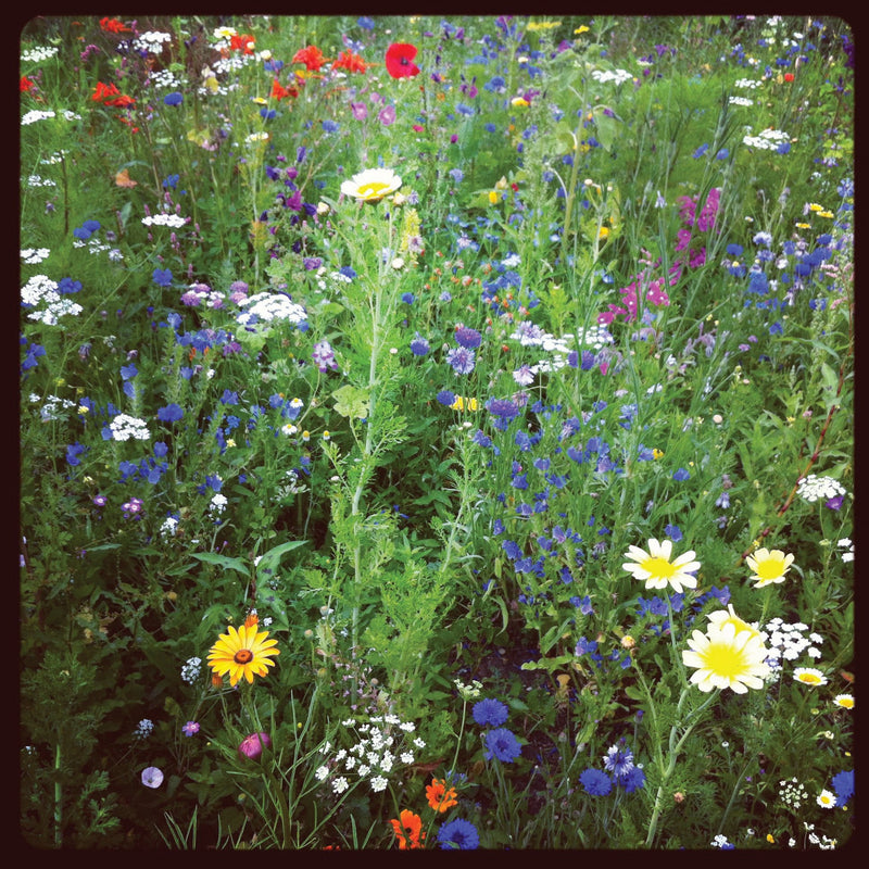 Lowland wildflower mix