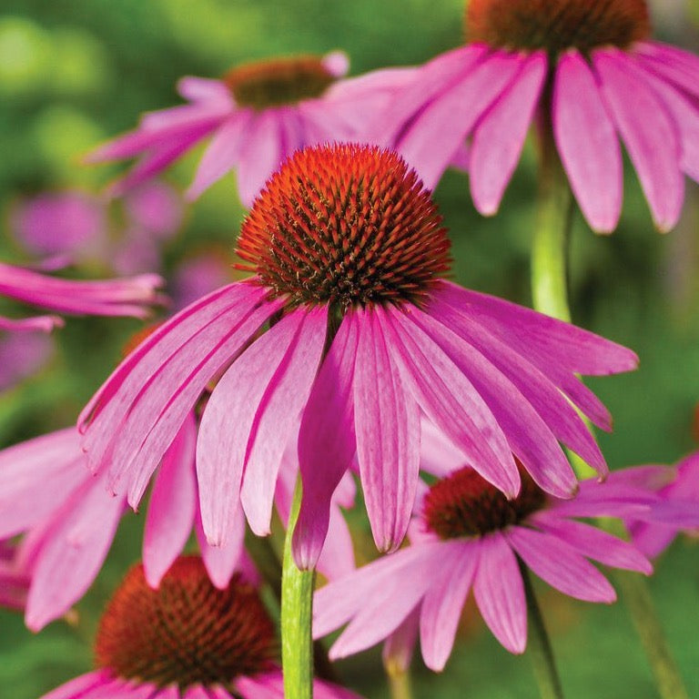 Purple Coneflower (Echinacea)