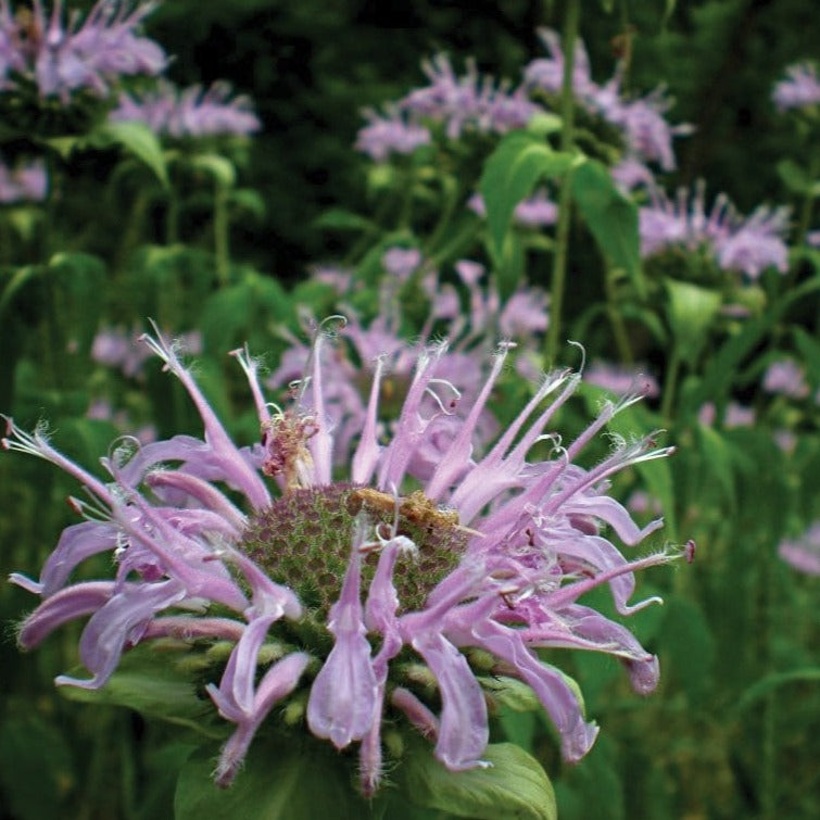 Wild Bergamot "Bee Balm"