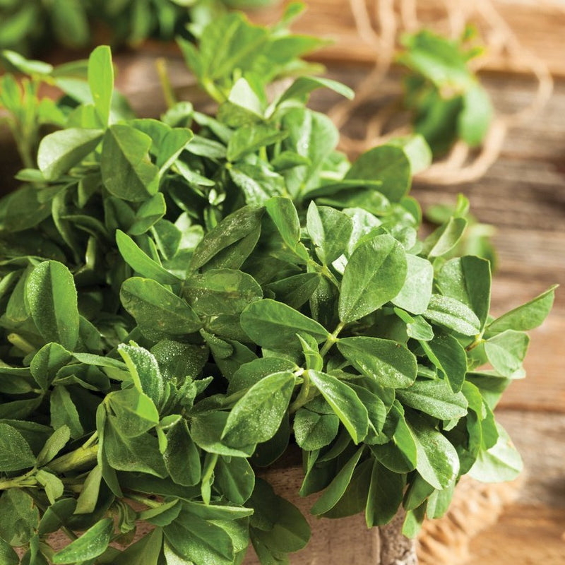 Fenugreek