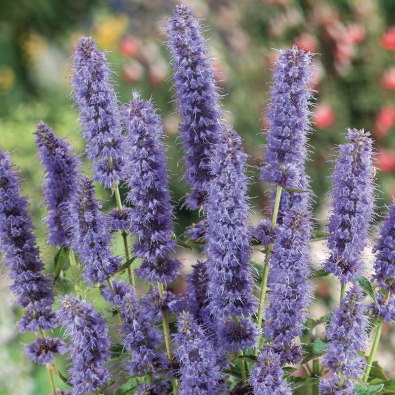 Hyssop