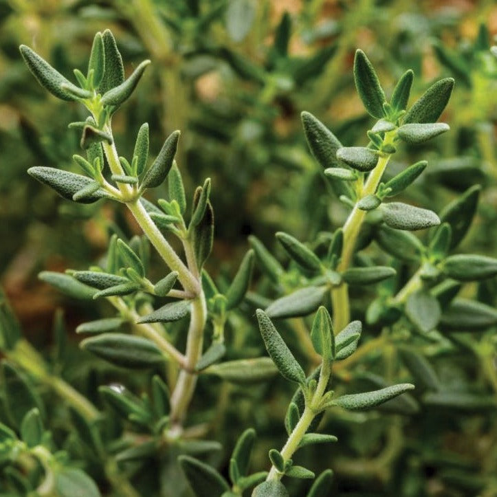 Common English Thyme