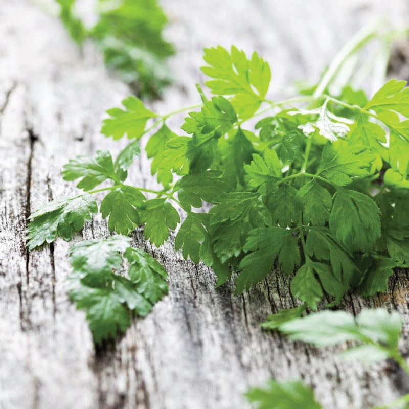 Curled Chervil