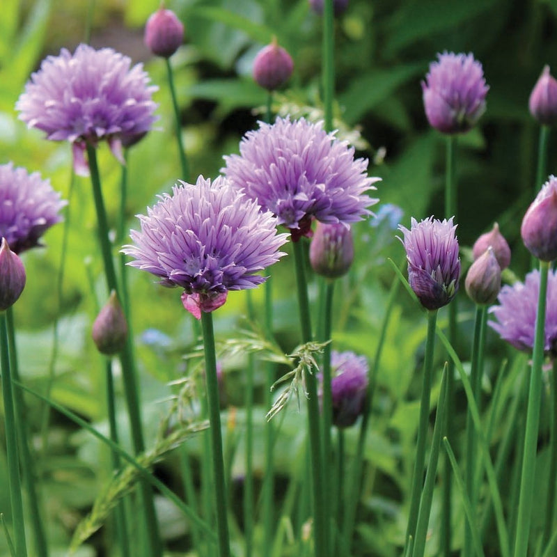 Chives