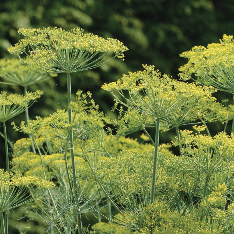 Bouquet Dill