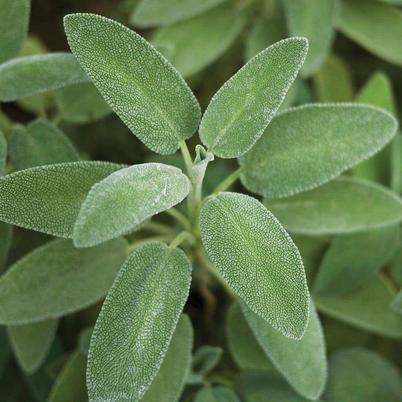 Broad Leaved Sage