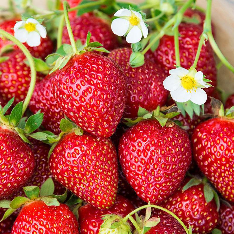 Honeoye Strawberry (Junebearing)